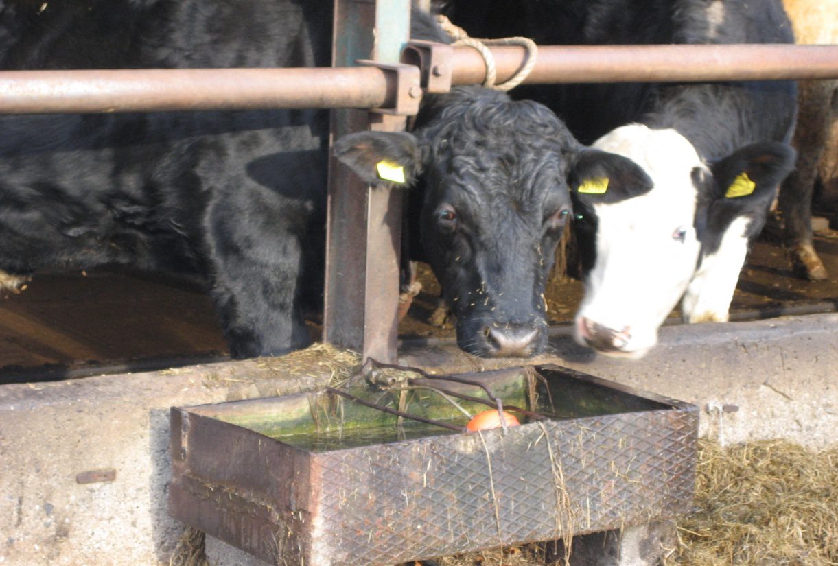 Rainwater supplies all drinking water troughs